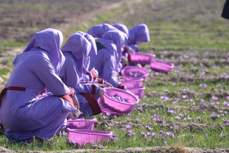 Afghan Women Picking saffron